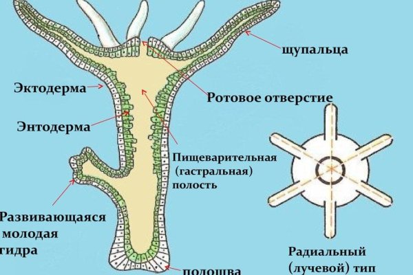 Кракен современный даркнет маркетплейс